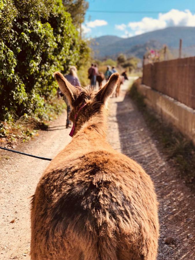 Finca Can Paulino (Adults Only) リュックマヨール エクステリア 写真